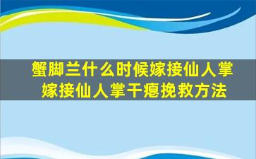 蟹脚兰什么时候嫁接仙人掌 嫁接仙人掌干瘪挽救方法